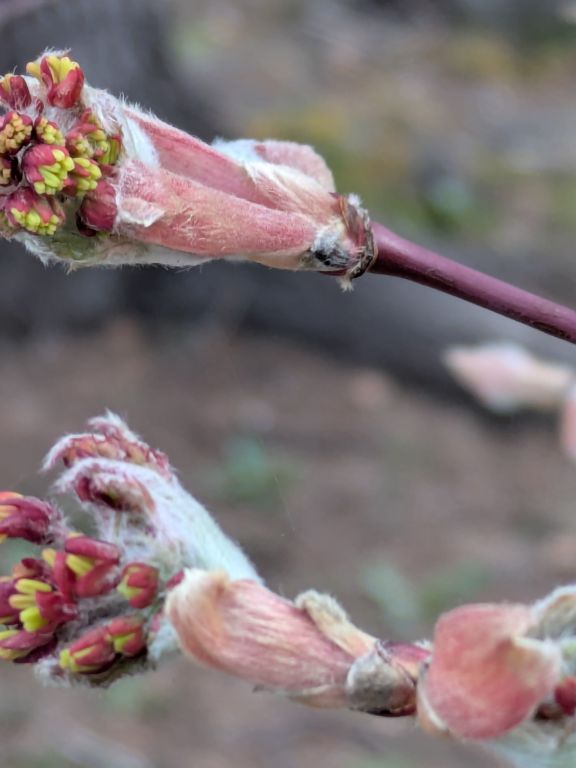 ハウチワカエデ