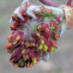 ハウチワカエデ