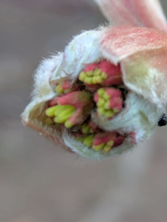 ハウチワカエデ