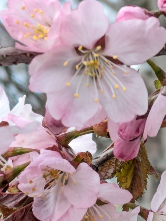 エゾヤマザクラ