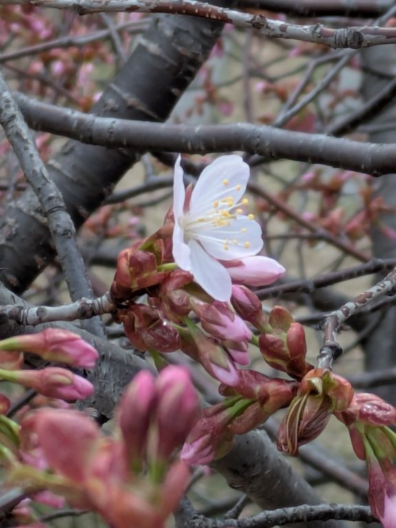 エゾヤマザクラ