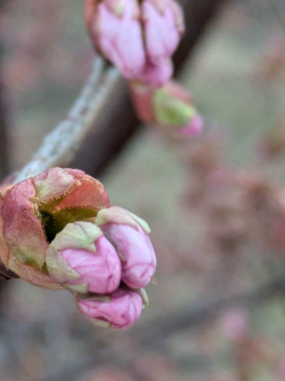 エゾヤマザクラ