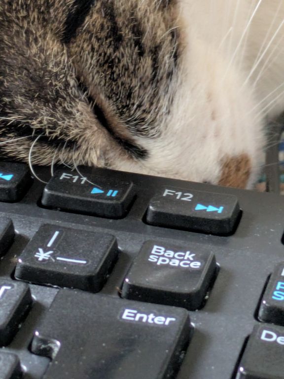 猫ワカバのくつろぎタイム