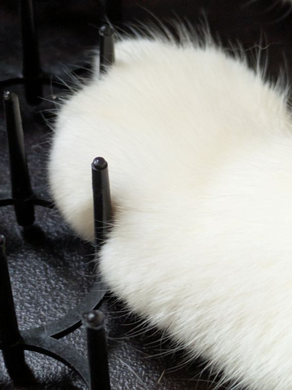 猫の前脚と、猫よけトゲトゲ