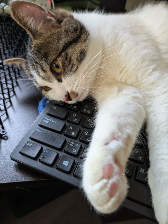 猫の前脚と、猫よけトゲトゲ