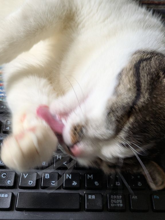 猫ワカバのくつろぎタイム