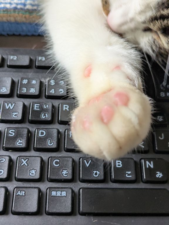 猫ワカバのくつろぎタイム