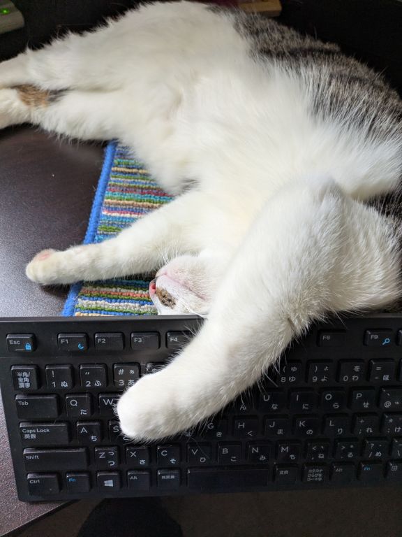 猫ワカバのくつろぎタイム