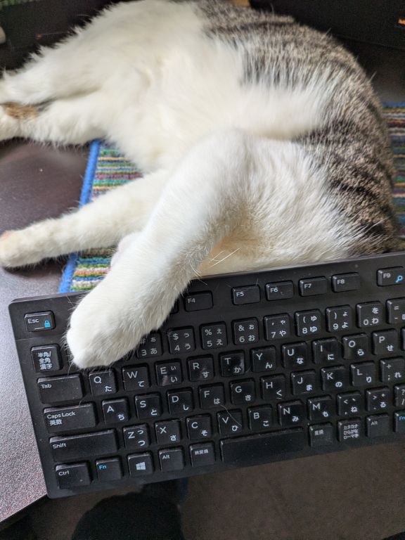 猫ワカバのくつろぎタイム