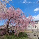 三春滝桜の子孫樹