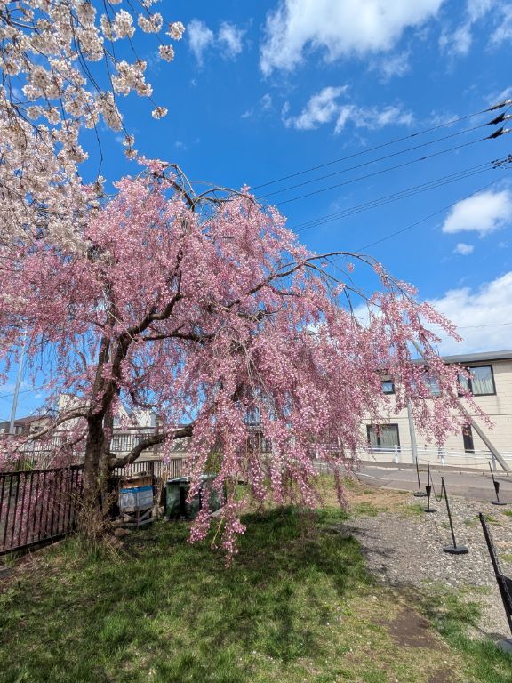 三春滝桜の子孫樹