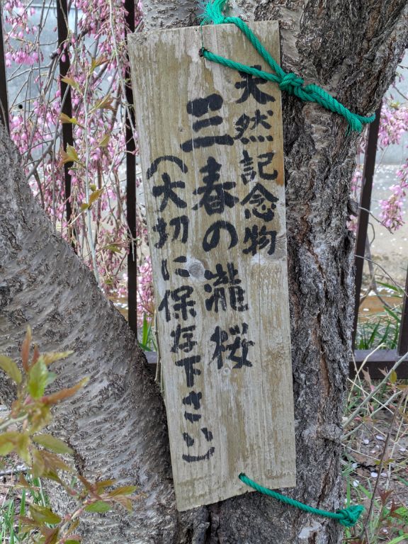 三春滝桜の子孫樹