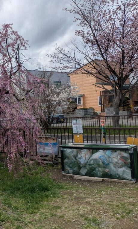 三春滝桜の子孫樹