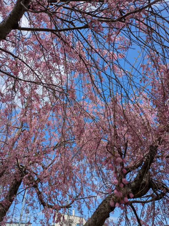 三春滝桜の子孫樹
