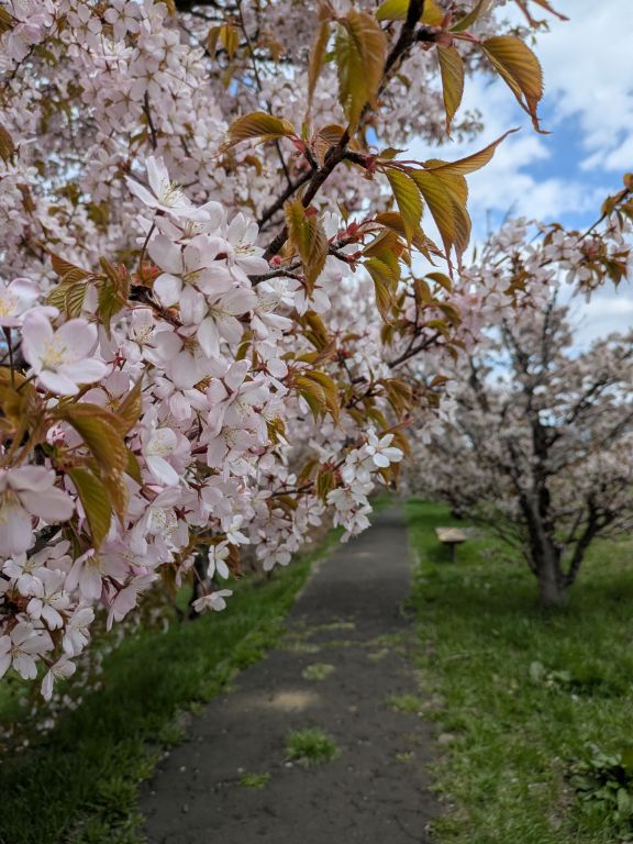 軽川の桜