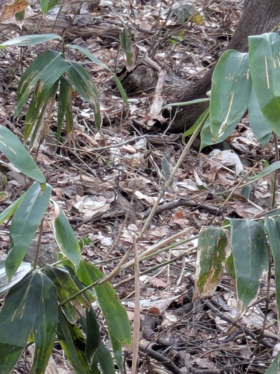 画像の中の動物は？