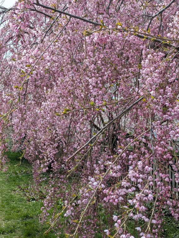 三春滝桜の子孫樹