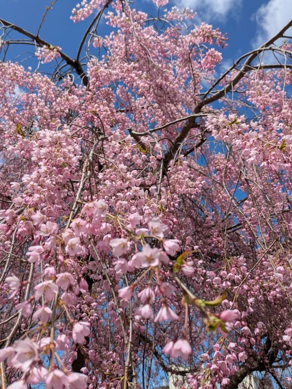 三春滝桜の子孫樹
