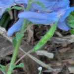 エゾエンゴサク