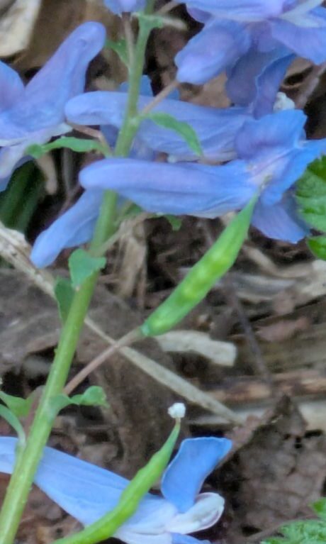 エゾエンゴサク