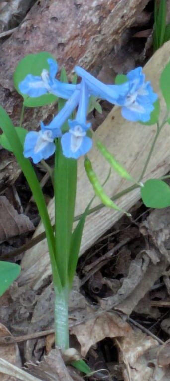 エゾエンゴサク