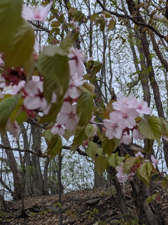 エゾヤマザクラ