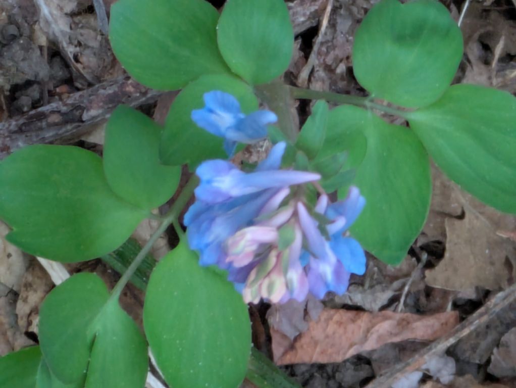 エゾエンゴサク