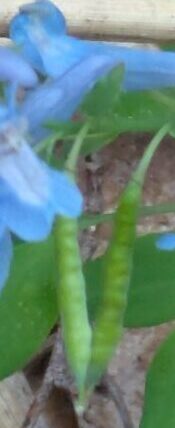 エゾエンゴサク