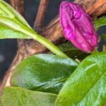 石楠花エイプリルローズ