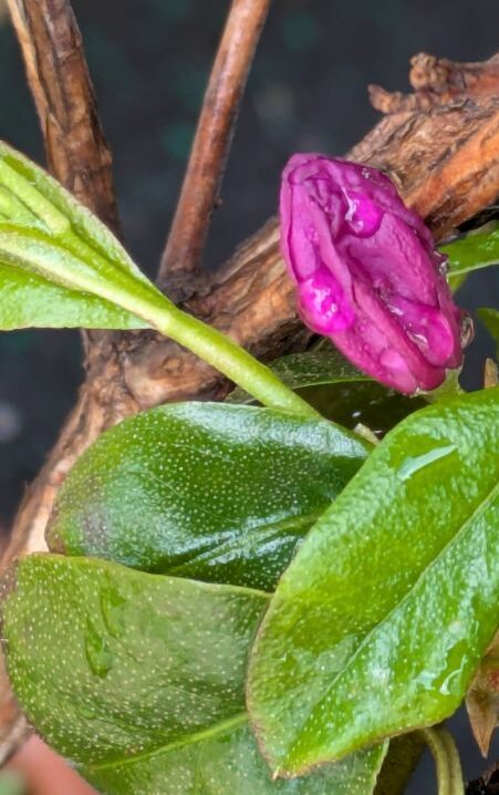 石楠花エイプリルローズ