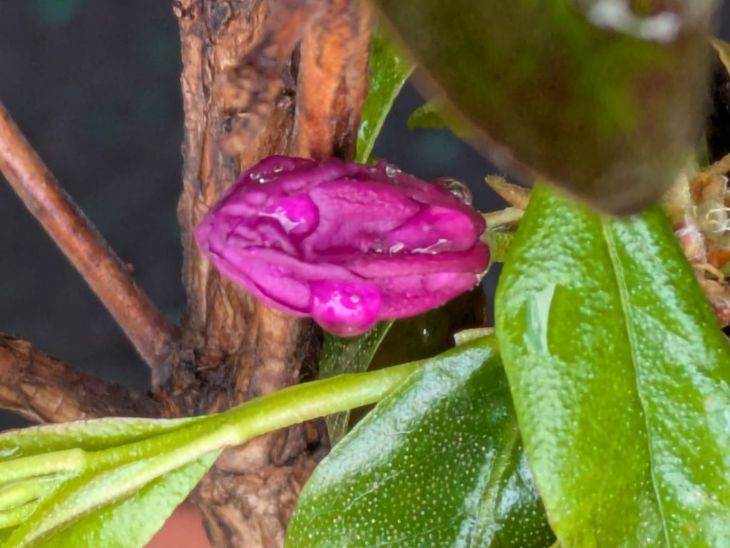 石楠花エイプリルローズ