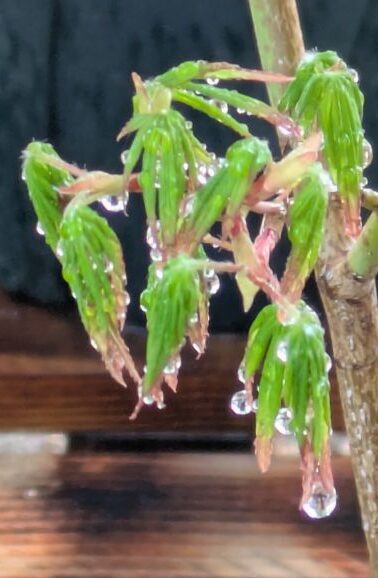 水やりと、葉の展開