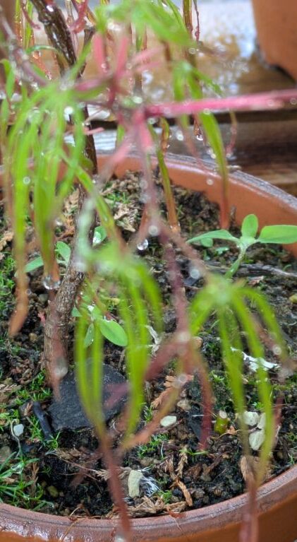 水やりと、葉の展開