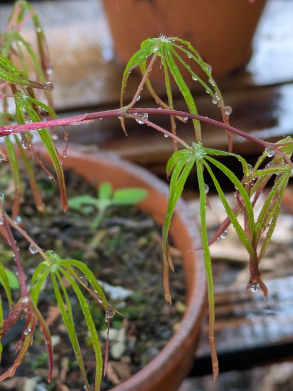 水やりと、葉の展開