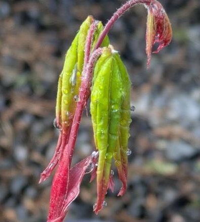 水やりと、葉の展開