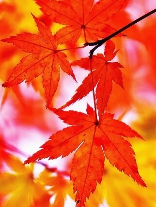 楓の紅葉