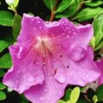 雨上がりの花