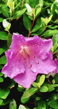雨上がりの花