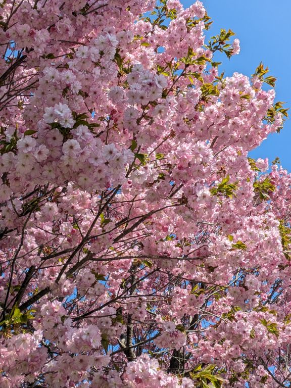 桜の花