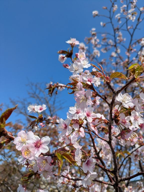桜の花