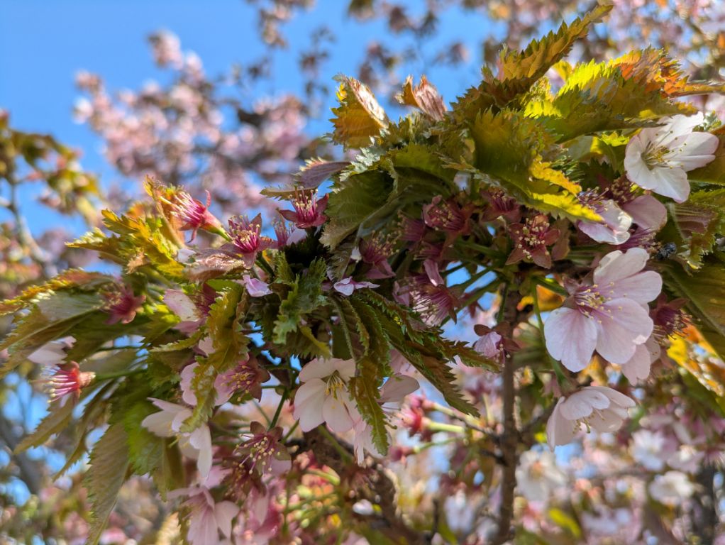 桜の花