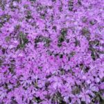 雨の芝桜