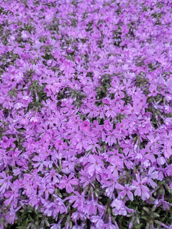 雨の芝桜