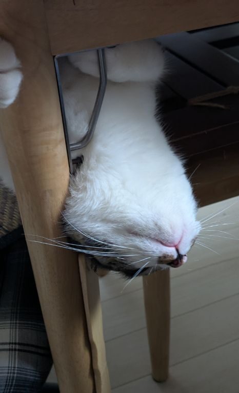 猫のワカバ