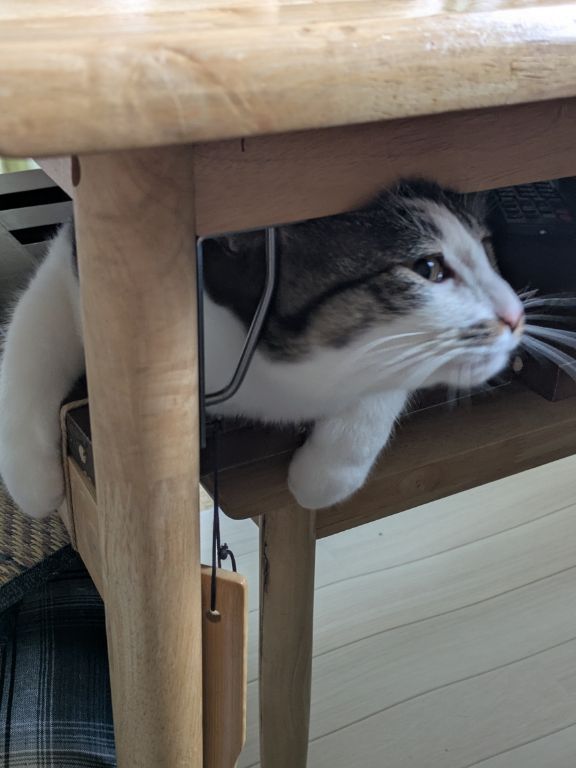 猫のワカバ