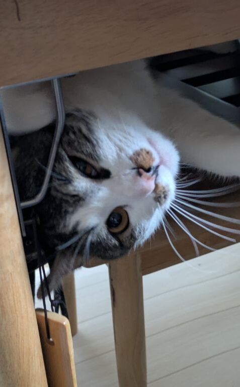 猫のワカバ