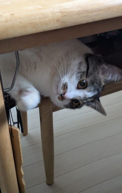 猫のワカバ