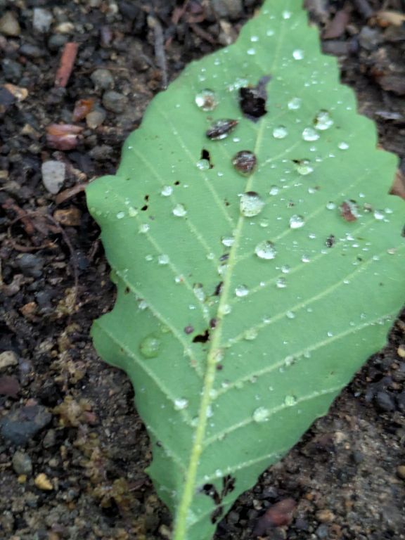 雨の森