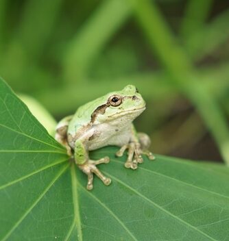 アマガエル