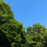 青空と6月初旬の森